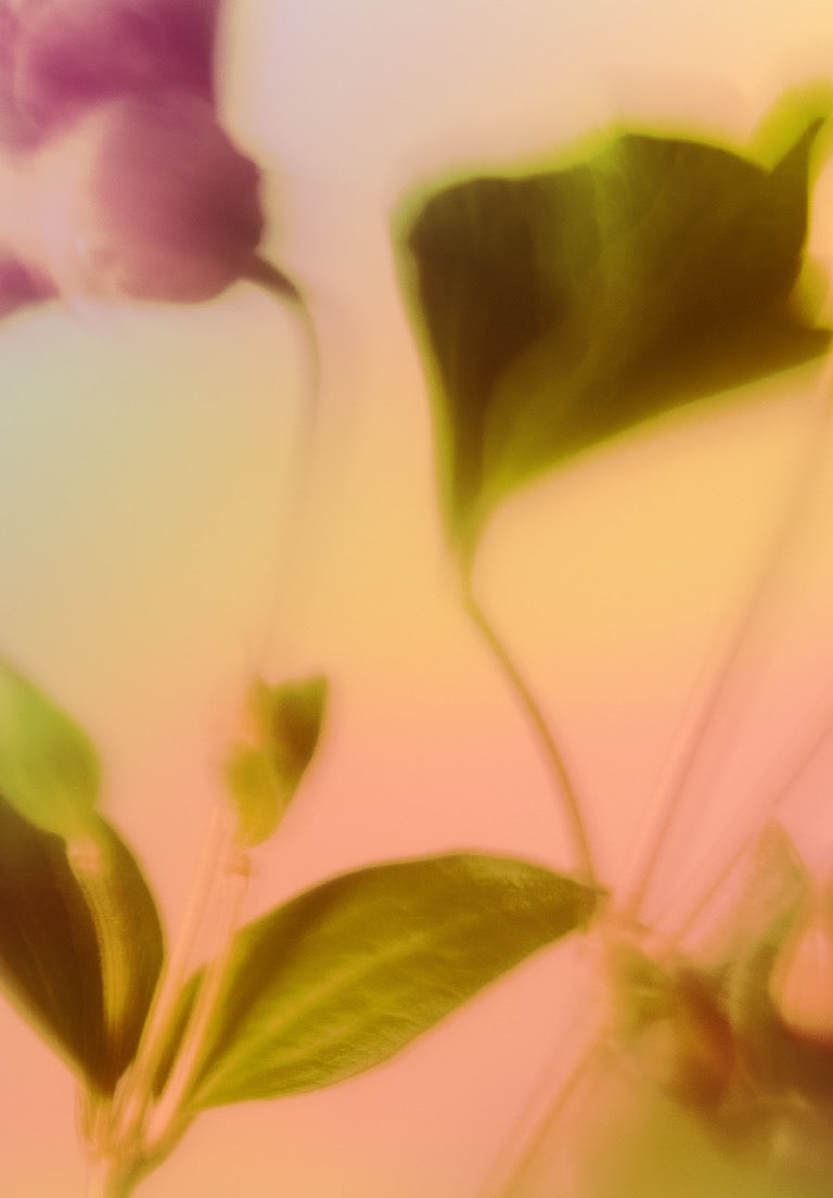 Botanical Dream I