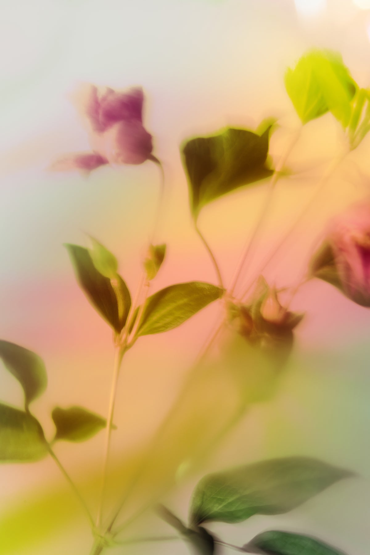 Botanical Dream I