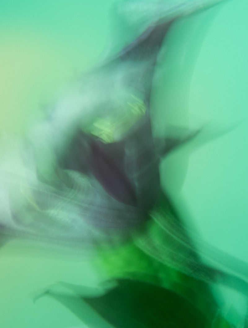 Botanical Dream II