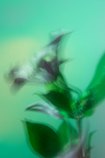 Botanical Dream II
