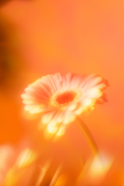 Botanical Dream III